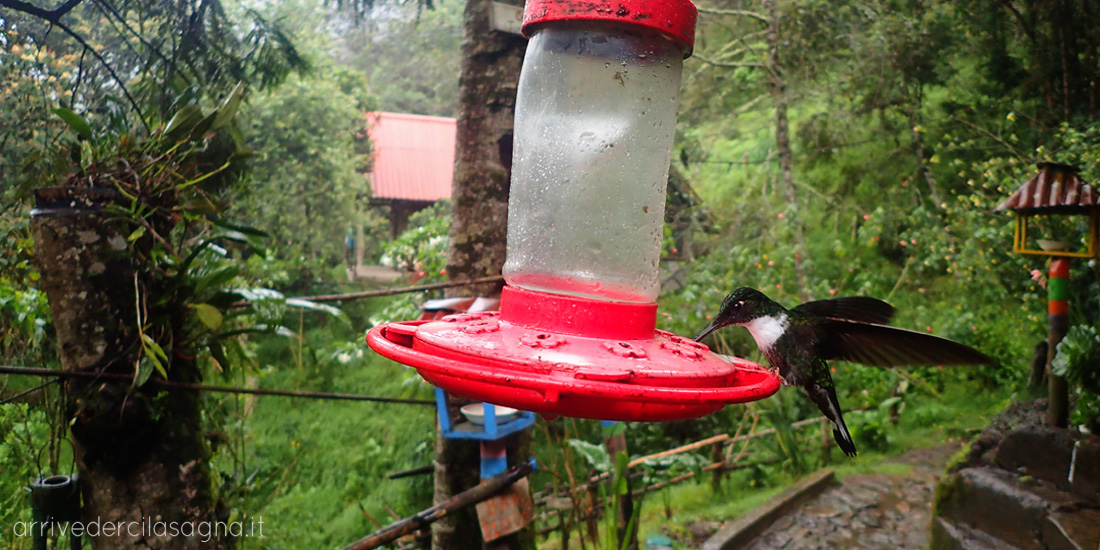Colibrì in Colombia